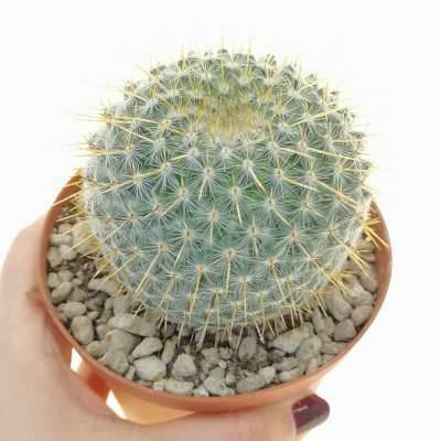 Mammillaria dixanthocentron