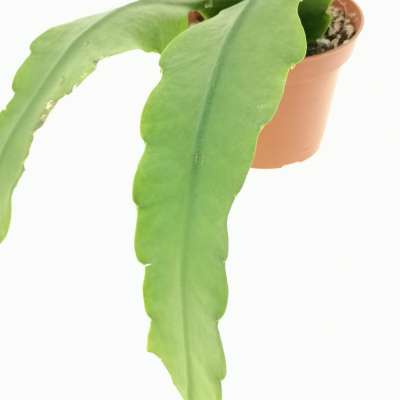 Epiphyllum hybr. Frau Liberta Knebel - Giromagi