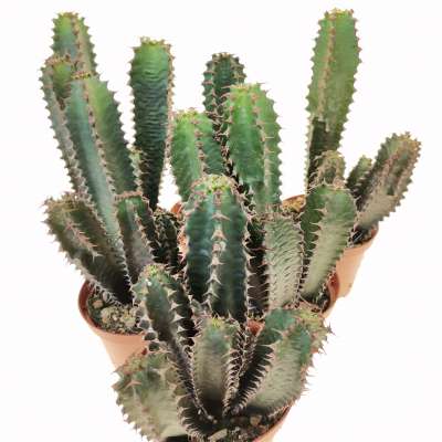 Euphorbia canariensis - Giromagi