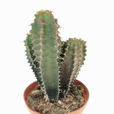 Euphorbia canariensis - Giromagi