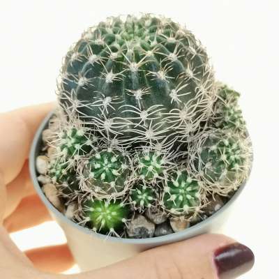 Lobivia arachnacantha
