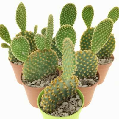Opuntia microdasys (yellow) - Giromagi