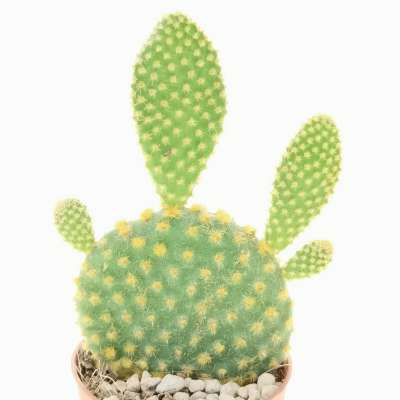 Opuntia microdasys (yellow) - Giromagi