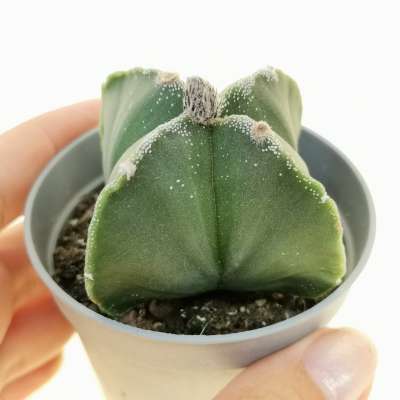Astrophytum myriostigma var. quadricostatum nudum
