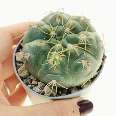 Gymnocalycium denudatum