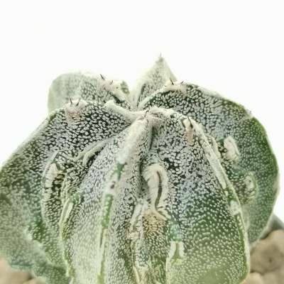Astrophytum hybrid cv. Fukuryu (type B) haku-jo - Giromagi