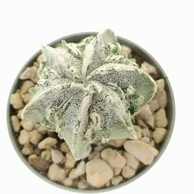 Astrophytum hybrid cv. Fukuryu (type B) haku-jo - Giromagi