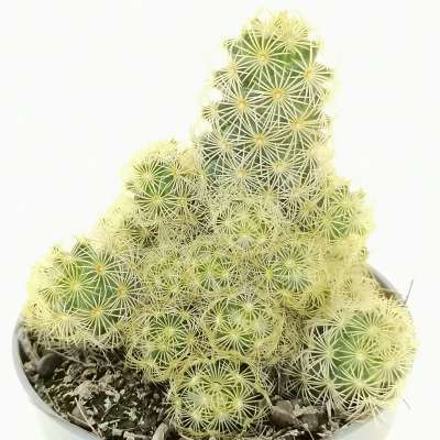 Mammillaria elongata 'Lemon' - Giromagi