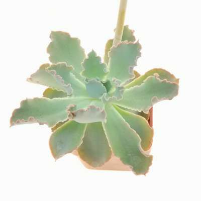 Echeveria crenulata - Giromagi