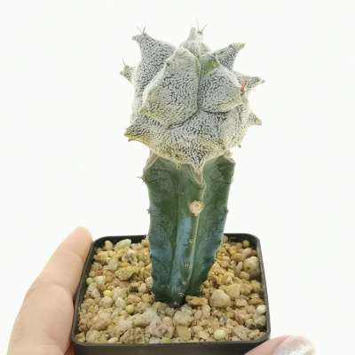 Astrophytum ornatum cv. Kikko
