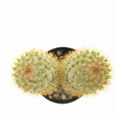 Mammillaria columbiana - Giromagi