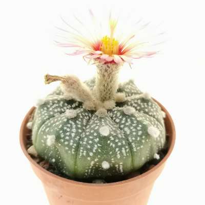 Astrophytum asterias hybrid (CITES) - Giromagi