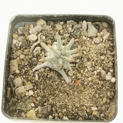 Tylecodon wallichii (Grootdrift) - Giromagi