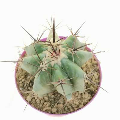 Echinocactus ingens - Giromagi