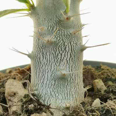 Pachypodium lealii ssp. saundersii - Giromagi