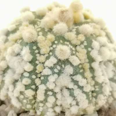 Astrophytum asterias hybrid (Super Hanazono) (CITES) - Giromagi