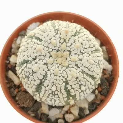 Astrophytum asterias hybrid (CITES) - Giromagi