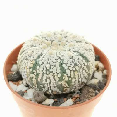 Astrophytum asterias hybrid (CITES) - Giromagi