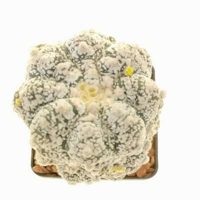 Astrophytum asterias hybrid (Kikko Superkabuto)(CITES) - Giromagi