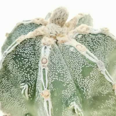 Astrophytum myriostigma cv. Fukuryu Haku-jo (Japan selection) - Giromagi