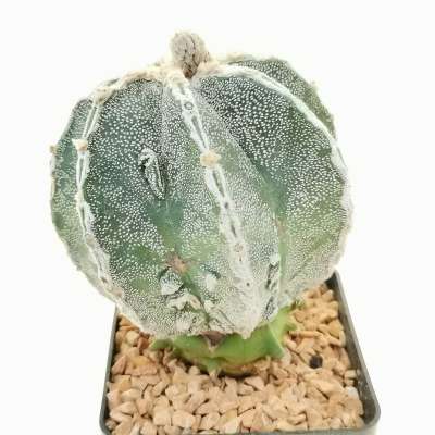 Astrophytum myriostigma cv. Fukuryu Haku-jo (Japan selection) - Giromagi