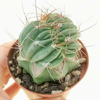 Lobivia pentlandii f. crestata