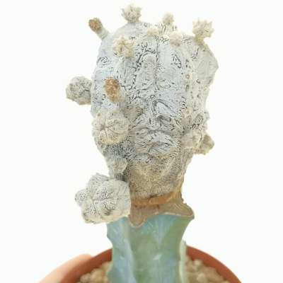 Astrophytum myriostigma cv. Abekobe