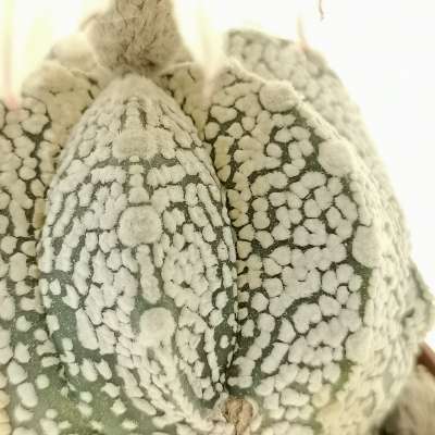 Astrophytum asterias hybrid (CITES) - Giromagi