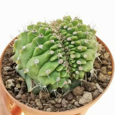 Gymnocalycium anisitsii subs. damsii f. crestata
