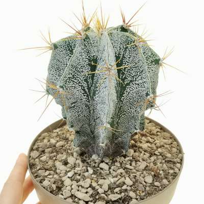 Astrophytum ornatum