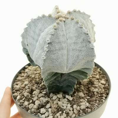 Astrophytum myriostigma cv. Kikko