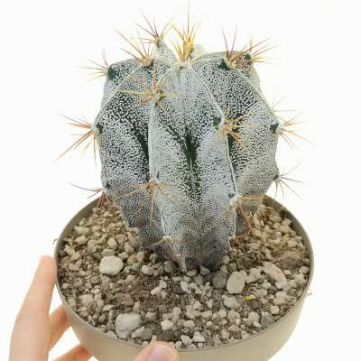 Astrophytum ornatum (Metztitlans)