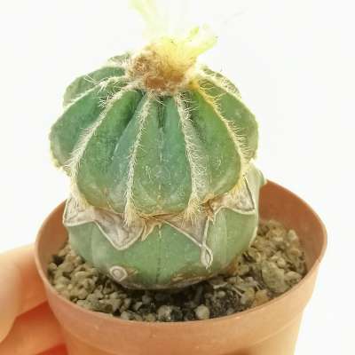 Notocactus magnificus - Giromagi