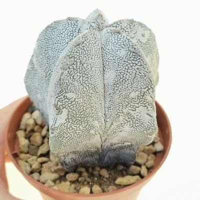 Astrophytum myriostigma cv. Onzuka Hakuun
