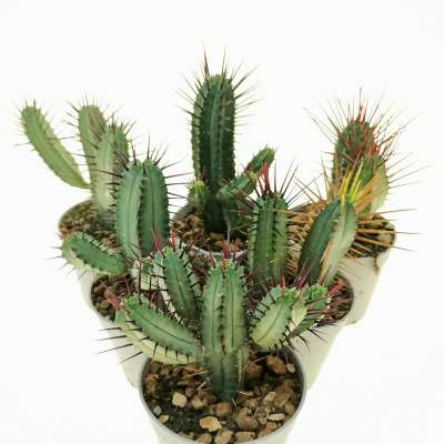 Euphorbia enopla - Giromagi