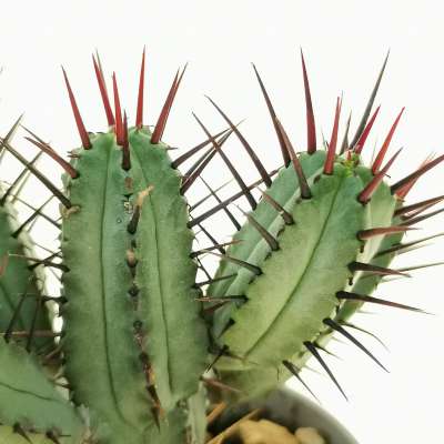 Euphorbia enopla - Giromagi