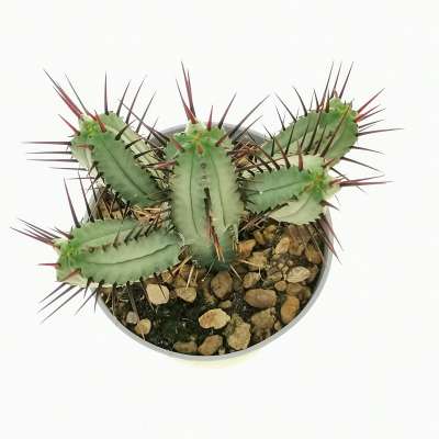 Euphorbia enopla - Giromagi