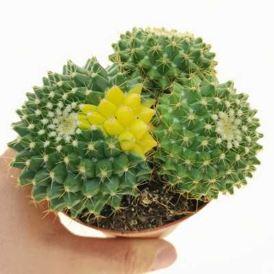 Mammillaria marksiana f. variegata