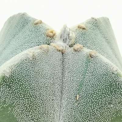 Astrophytum myriostigma var. quadricostatum - Giromagi