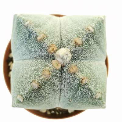 Astrophytum myriostigma var. quadricostatum - Giromagi