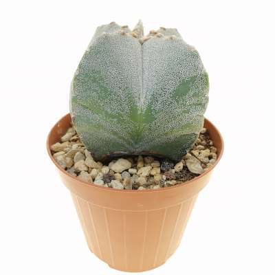 Astrophytum myriostigma var. quadricostatum - Giromagi