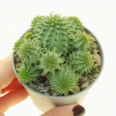 Euphorbia susannae