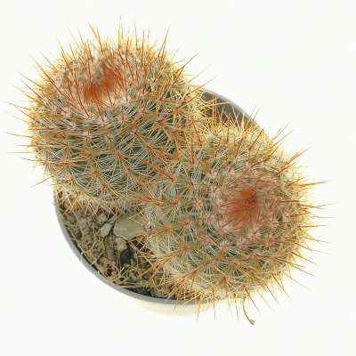 Notocactus schlosseri - Giromagi