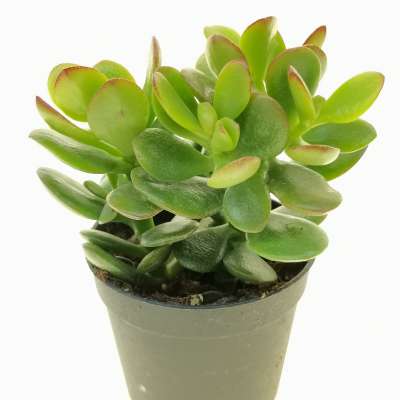 Crassula ovata mini 6,5 cm. | Crassulaceae - Giromagi vendita piante grasse