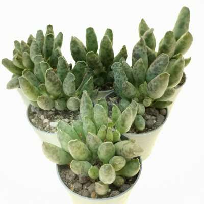 Adromischus festivus - Giromagi