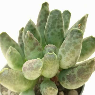 Adromischus festivus - Giromagi