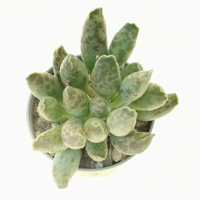 Adromischus festivus - Giromagi