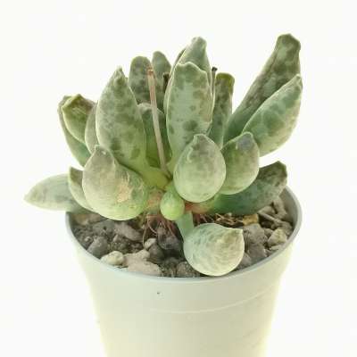 Adromischus festivus - Giromagi