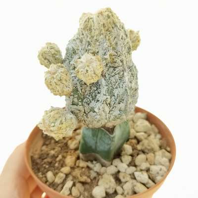 Astrophytum myriostigma cv. Fukuryu reticulatus f. prolifera