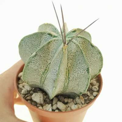 Astrophytum capricorne var. niveum